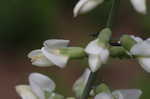 White false indigo